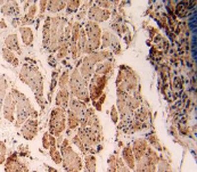 Anti Heat Shock Kda Protein A Hspa A Polyclonal Antibody