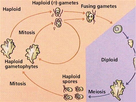 Lon Capa Biological Diversity 3