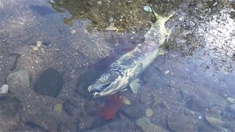 秋の北海道 サケの遡上が見られる川「知床斜里町」 Youtube