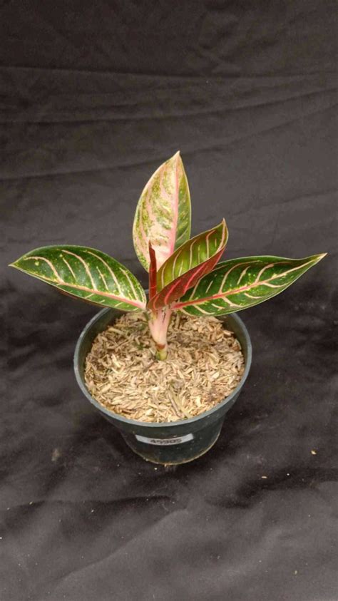 Aglaonema Pride Of Sumatra 45905 Furniture Home Living Gardening