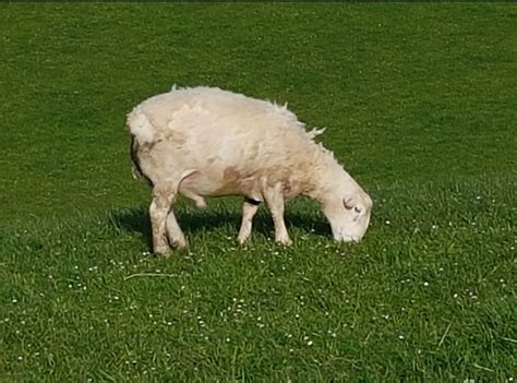 Dorper Sheep UK | The Farming Forum