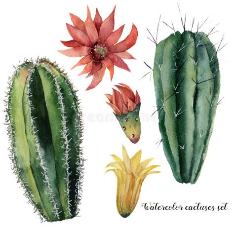 Cactus Dell Acquerello Illustrazione Di Stock Illustrazione Di Foglio