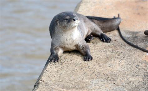 Sorpresa Invernal Para Los Visitantes Un Lobito De R O Se Relaj En La