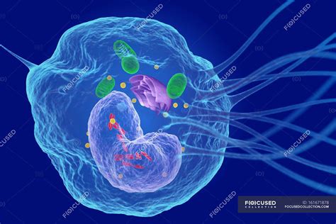 White blood cell structure — Phagocyte, medical - Stock Photo | #161671878