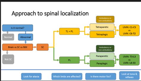 Myelopathies Spinal Cord Localization Anatomy And Pathology