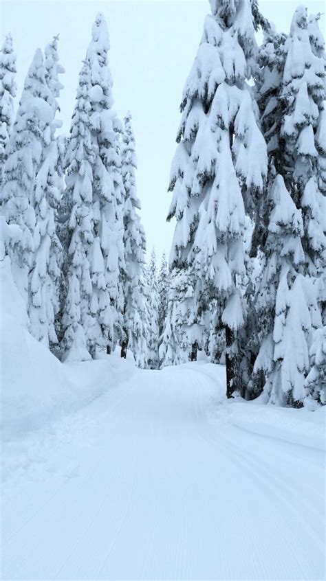 Free Images Tree Forest Snow Winter Frost Mountain Range