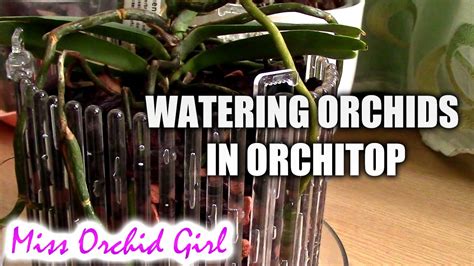 How I Water Orchids In Orchitop Pots Youtube