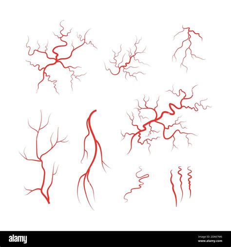 Human Veins Red Blood Vessel Set Vector Stock Vector Image Art Alamy