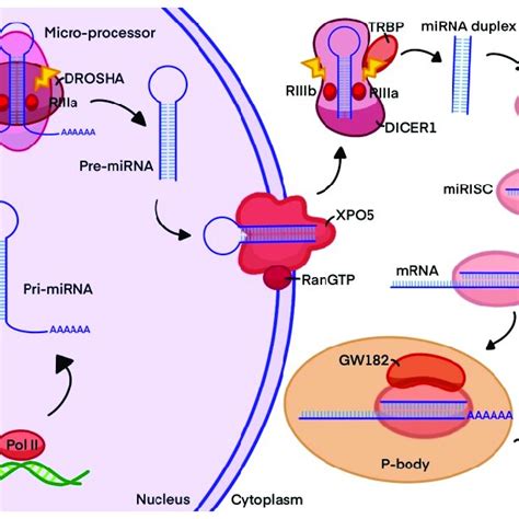 Biogenesis Of MiRNAs MiRNAs Are Transcribed As Hairpin Pri MiRNAs