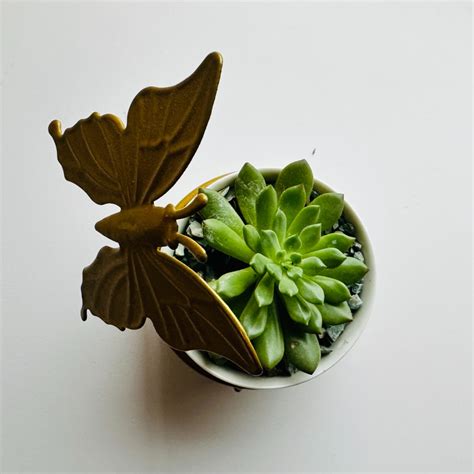 Succulent Plant In A White Ceramic Pot With Butterfly Stand Furniture