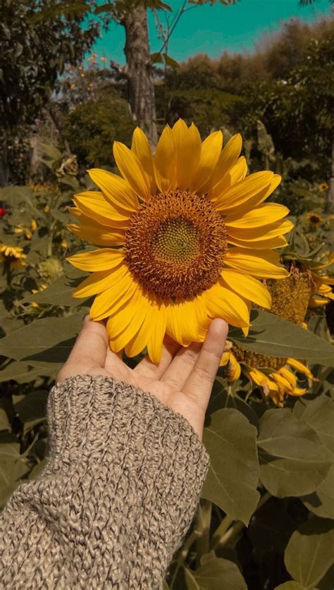 Sunflower aesthetic wallpaper | Flowers photography wallpaper, Lovely flowers wallpaper ...