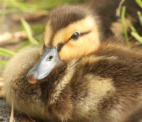 Mallard Duckling Bonnie Shulman Flickr