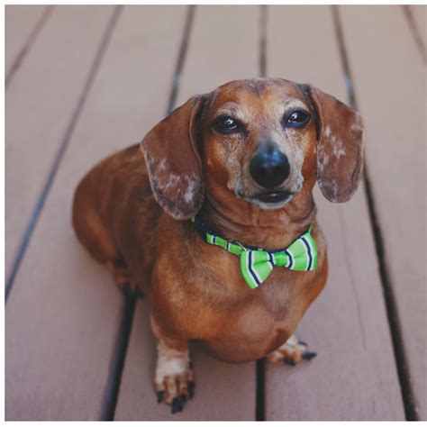 M2bl Spirit Of The Rockies Wiener Dog Races