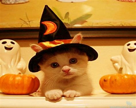 pretty halloween wallpaper wallpapersafari