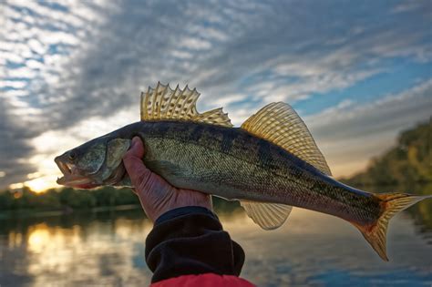 Fishing Guide How To Catch Walleyes