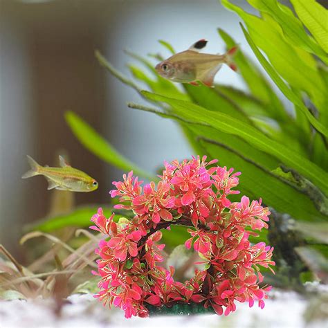 Mini Cute Aquarium Plastic Plant Arched Shape Fish For Tank Water Plant