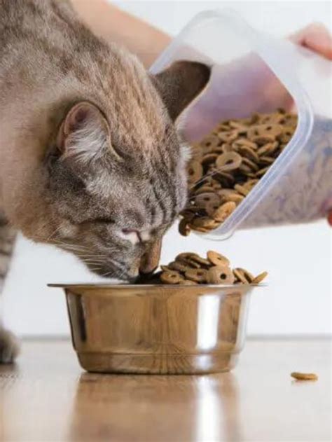 What are the benefits of Dry Cat Food? Story - The Discerning Cat