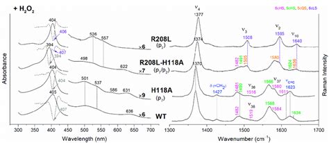 Left Uv Vis Electronic Absorption Spectra Solid Lines And Their