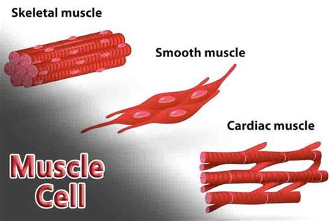 Muscle Cell