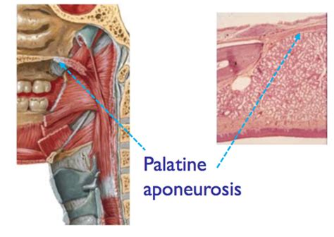 lecture #22: palate & pharynx Flashcards | Quizlet 
