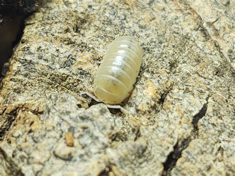 Armadillidium Badium Casteldaccia Albino White Isopod World