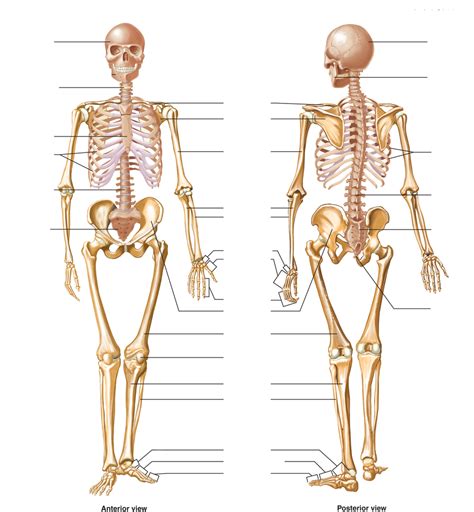 Skeleton Part 2 Diagram Quizlet