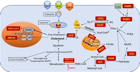 Lipid Metabolism Acetyl Coa Is The Starting Material In Cholesterol