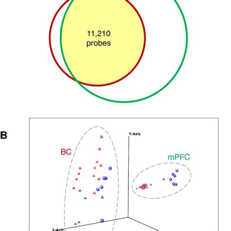 Gene Expression Profiles In The MPFC And The BCs Of The Mice A The