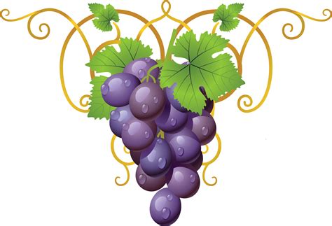 Download Grapevine Clipart Transparent - Grappe De Raisin Clipart - Png Download (#1039094 ...