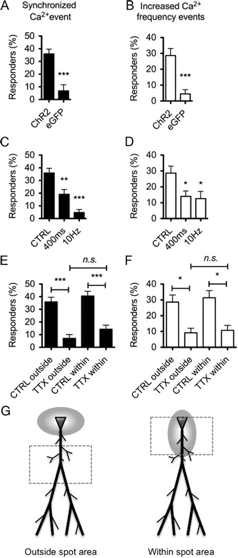 Astrocytes Display Complex And Localized Calcium Responses To Single