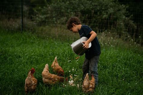 Homesteading Essentials For Beginners