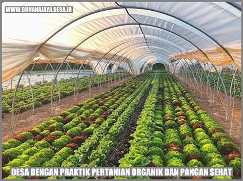 Desa Dengan Praktik Pertanian Organik Dan Pangan Sehat Desa Bhuana