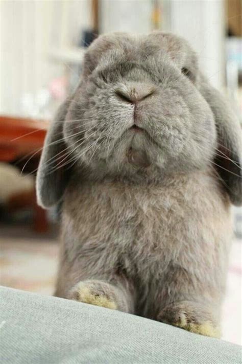 pin  beautiful creatures