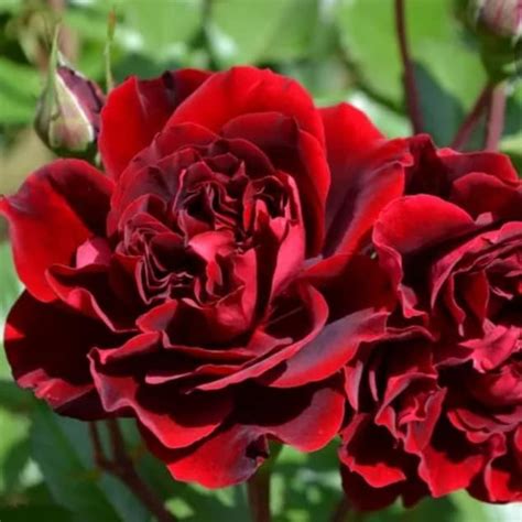 Isabelle Renaissance (KR) (POUlisab, Isabella, Isabel Renaissance)