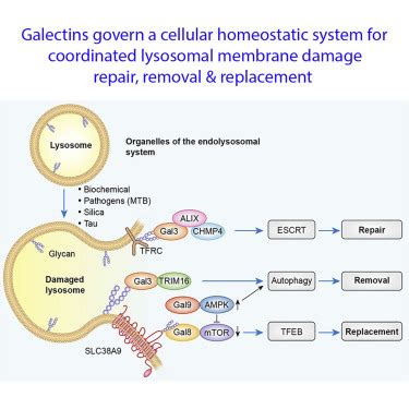 Galectin Coordinates A Cellular System For Lysosomal Repair And