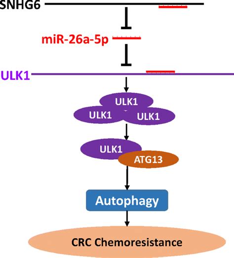 A Schematic Model Of Snhg Regulates Crc Chemoresistance Through