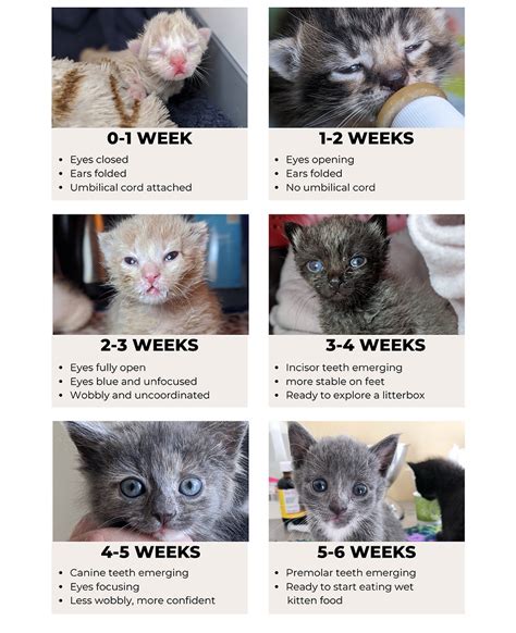 Kitten Age Chart | Kitten Alliance