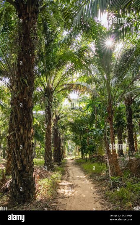 Palm Oil Tree Hi Res Stock Photography And Images Alamy