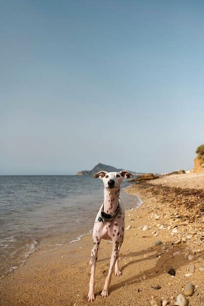 Cachorro se divertindo na praia Foto Grátis