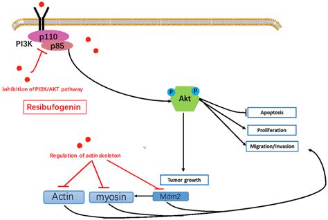 Schematic Diagram Of The Proposed Mechanism By Which Resibufogenin