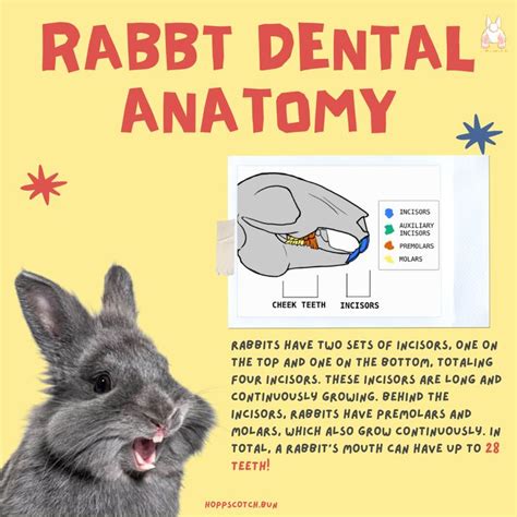 Rabbit Dental Anatomy In 2024 Dental Anatomy Dental Anatomy