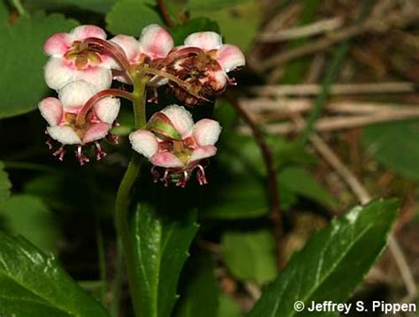 Chimaphila Pipsissewa Wintergreen Princes Pine