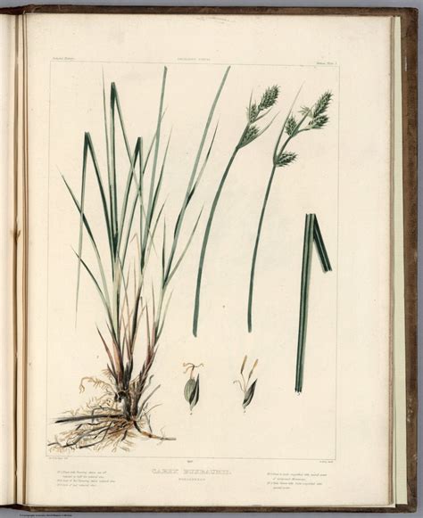 View: Plate 5. Carex Buxbaumii Wahlenberg. - David Rumsey Historical