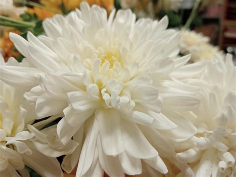 Chrysanthemum Large Double White — Eumundi Roses