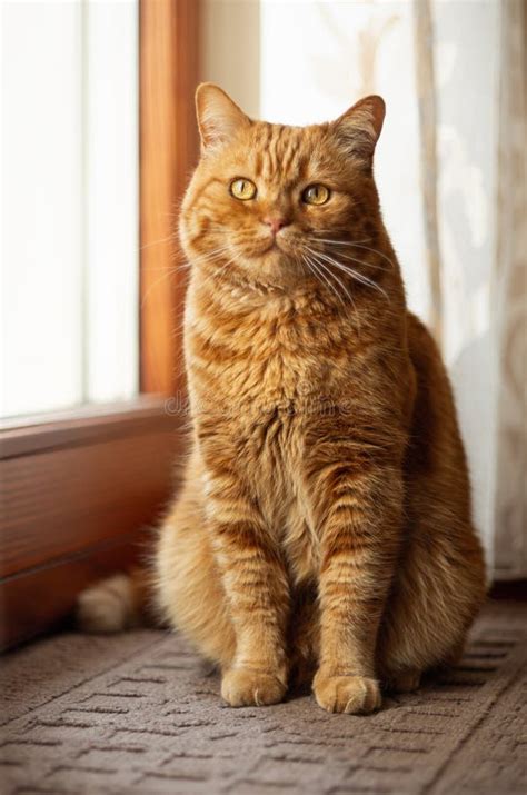 Orange American Short Hair Cat Relaxing Stock Photo Image Of Closeup