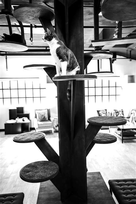 Local café for cats attracts cat lovers and potential adoptees - Culver