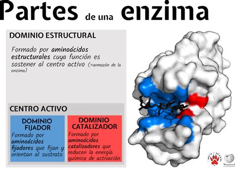 Tema 03 08 Enzimas