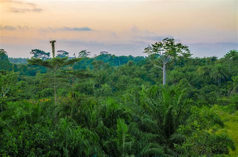 Biodiversity Hotspots West African Forest Conservation