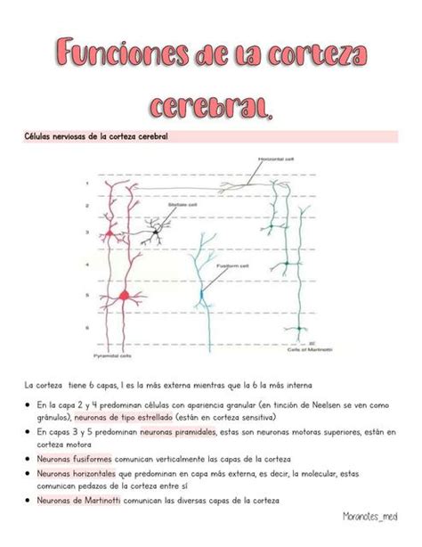 Funciones De La Corteza Cerebral Moranotes Med UDocz