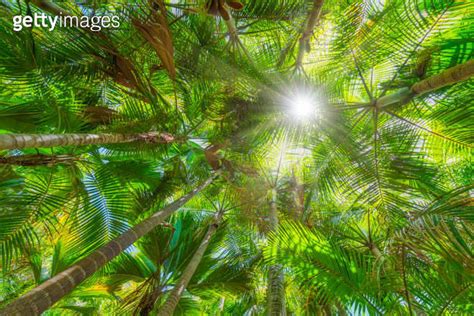 Tropical Fauna With Palm Tree Coco De Mer In Rainforest And Nature